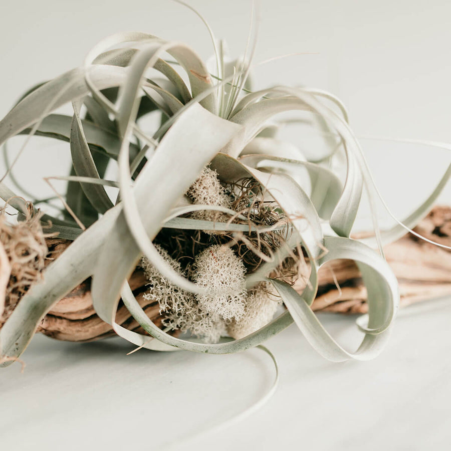 Air Plant on Driftwood