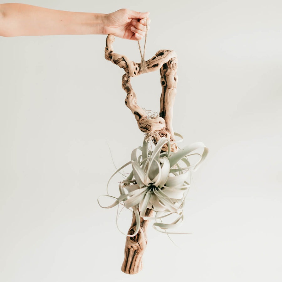 Air Plant on Driftwood