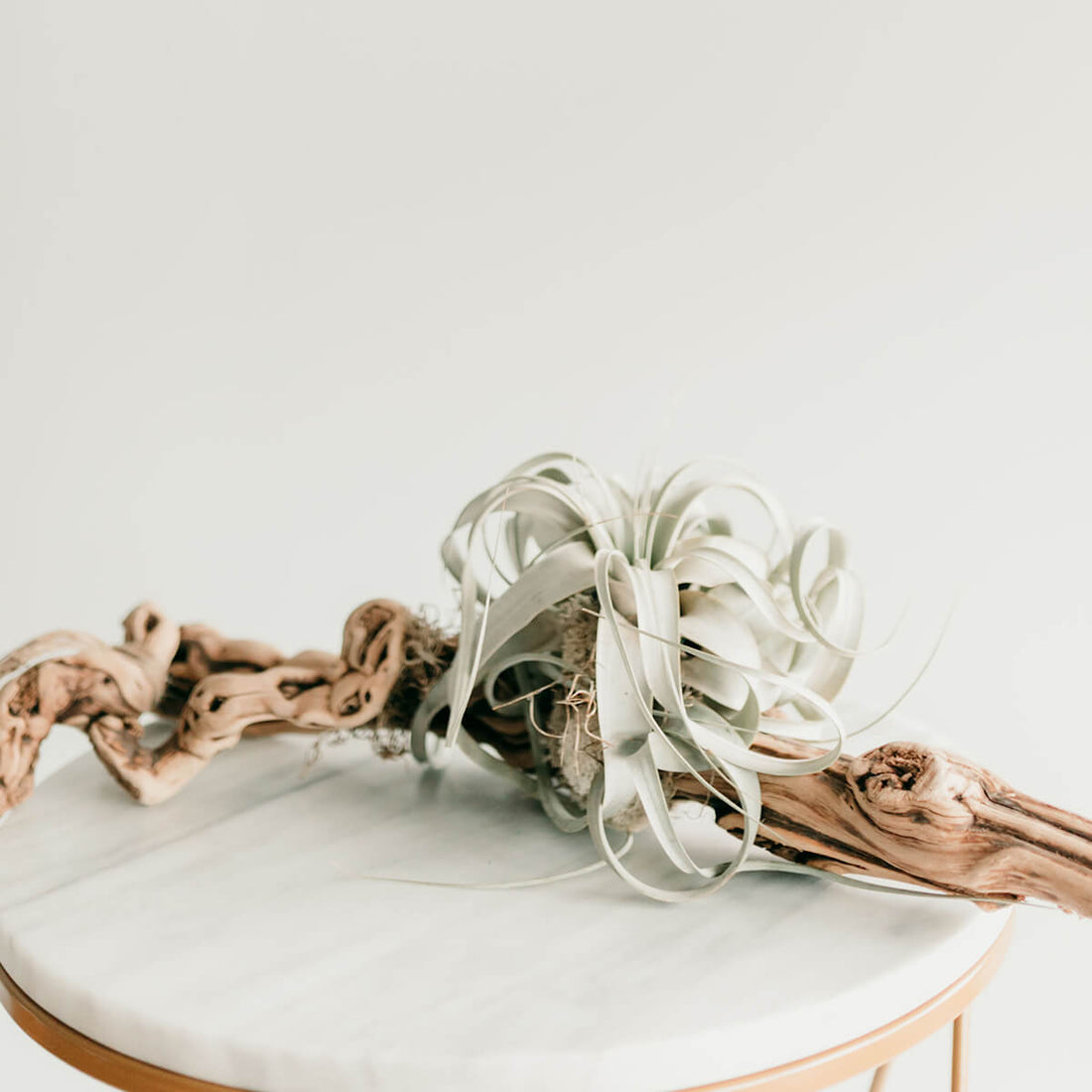 Air Plant on Driftwood