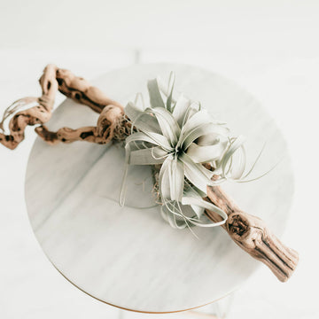 Air Plant on Driftwood