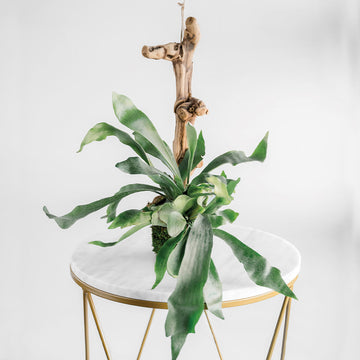 Hanging Staghorn Fern
