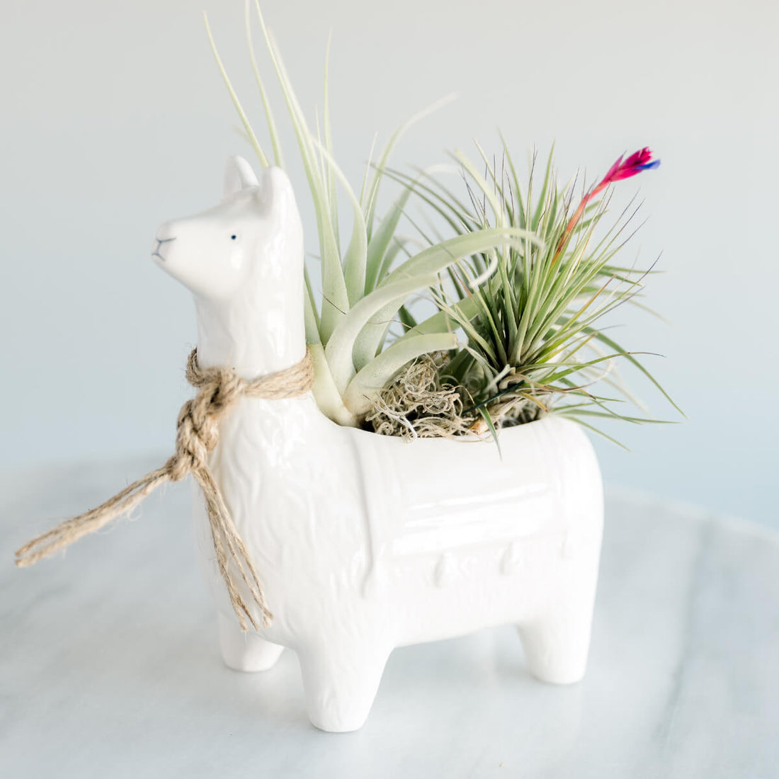 Llama with Air Plant