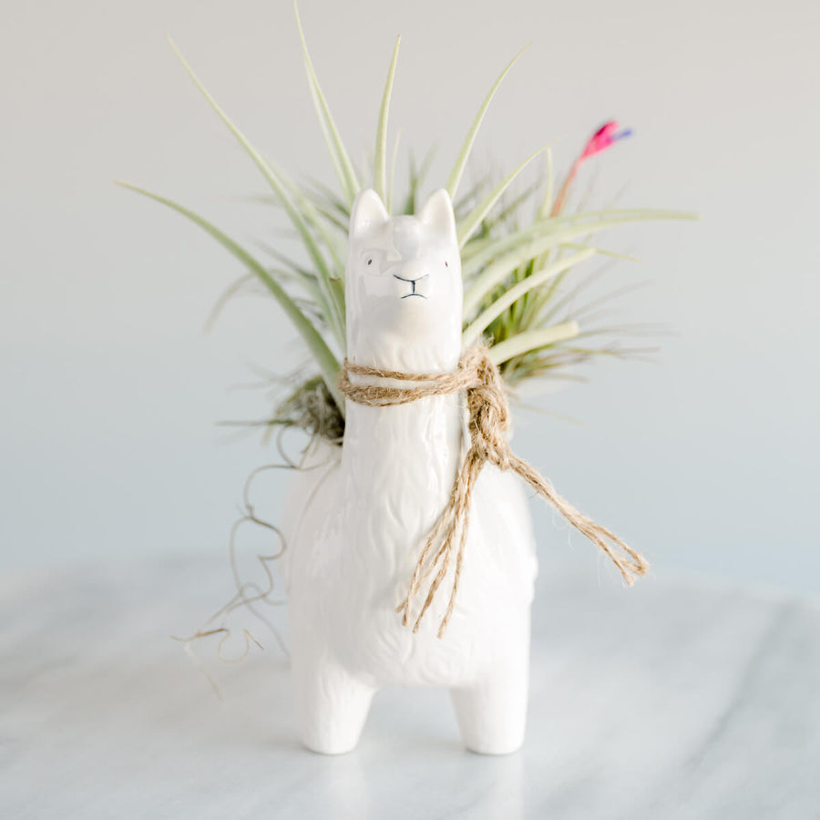 Llama with Air Plant