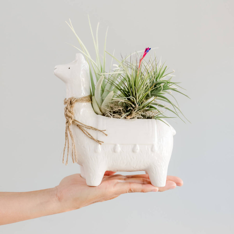 Llama with Air Plant