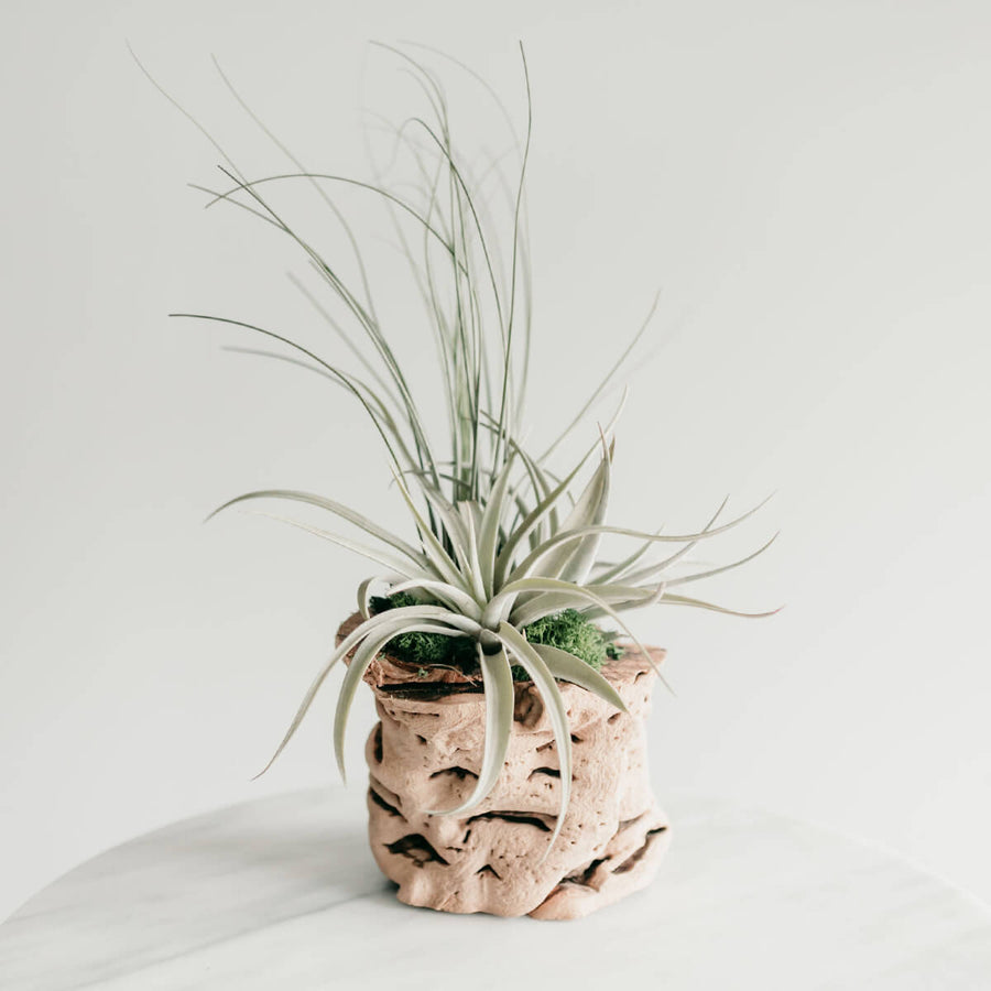 Potted Air Plant