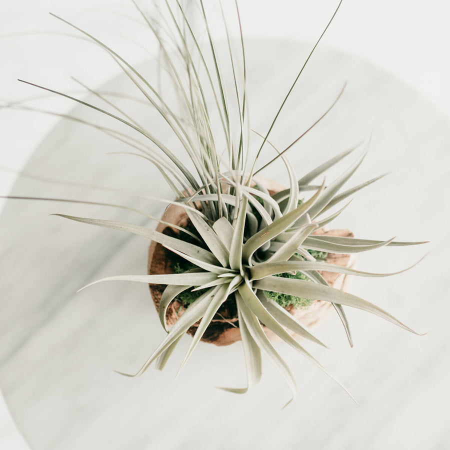 Potted Air Plant